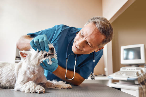 Best Emergency Broken Tooth Repair in Keenesburg, CO